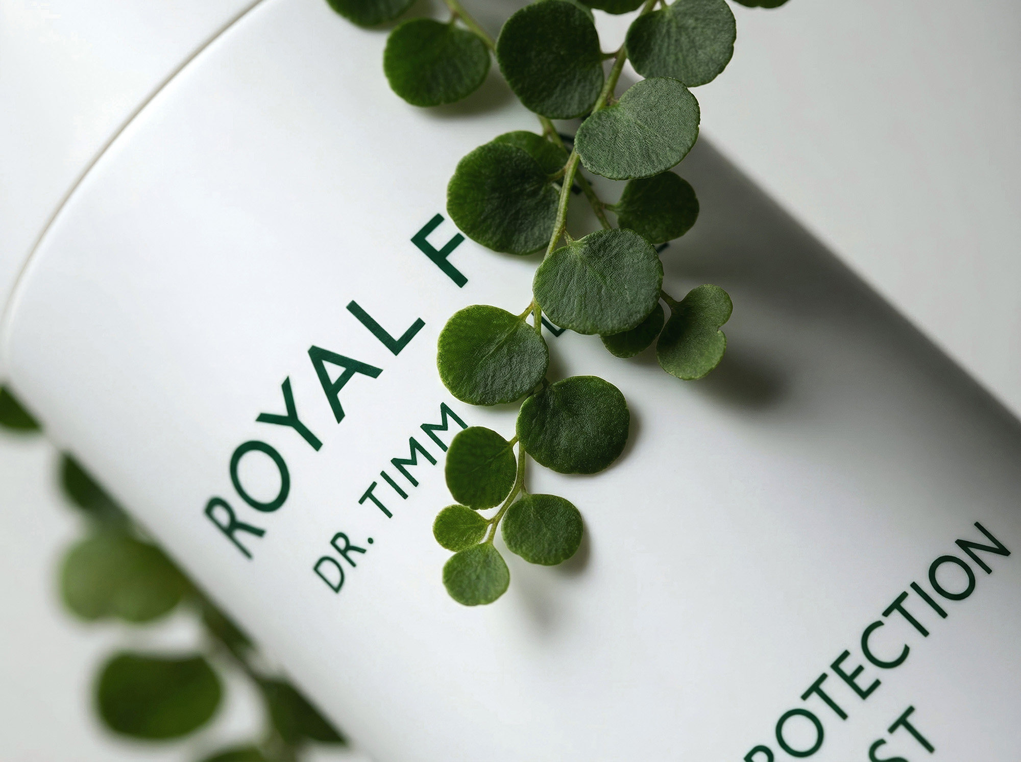 royal-fern-focus-2